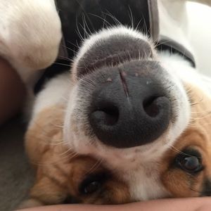 Meet your Posher, Tara